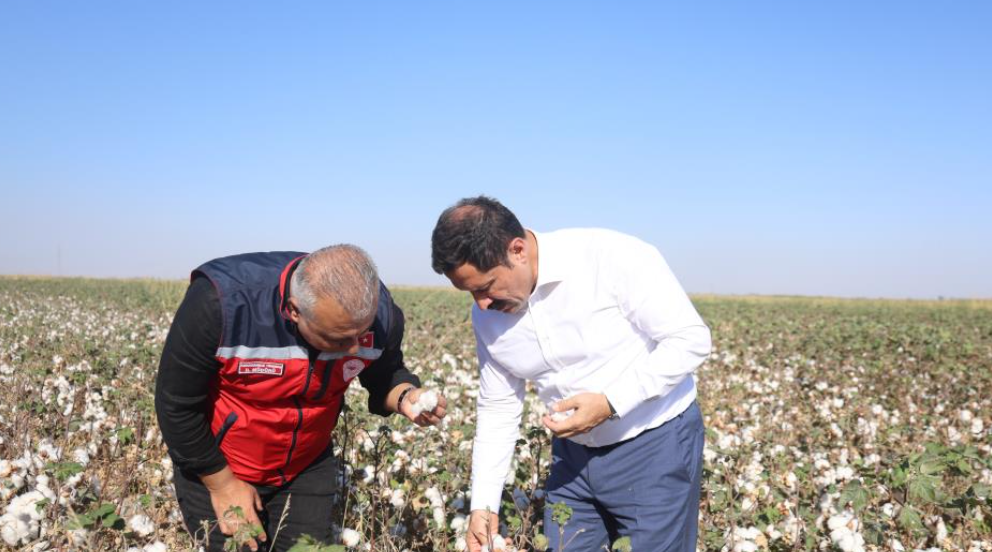 Amik Ovası'nda Beyaz Altın Pamukta 140 Bin Ton Rekolte Bekleniyor (5)