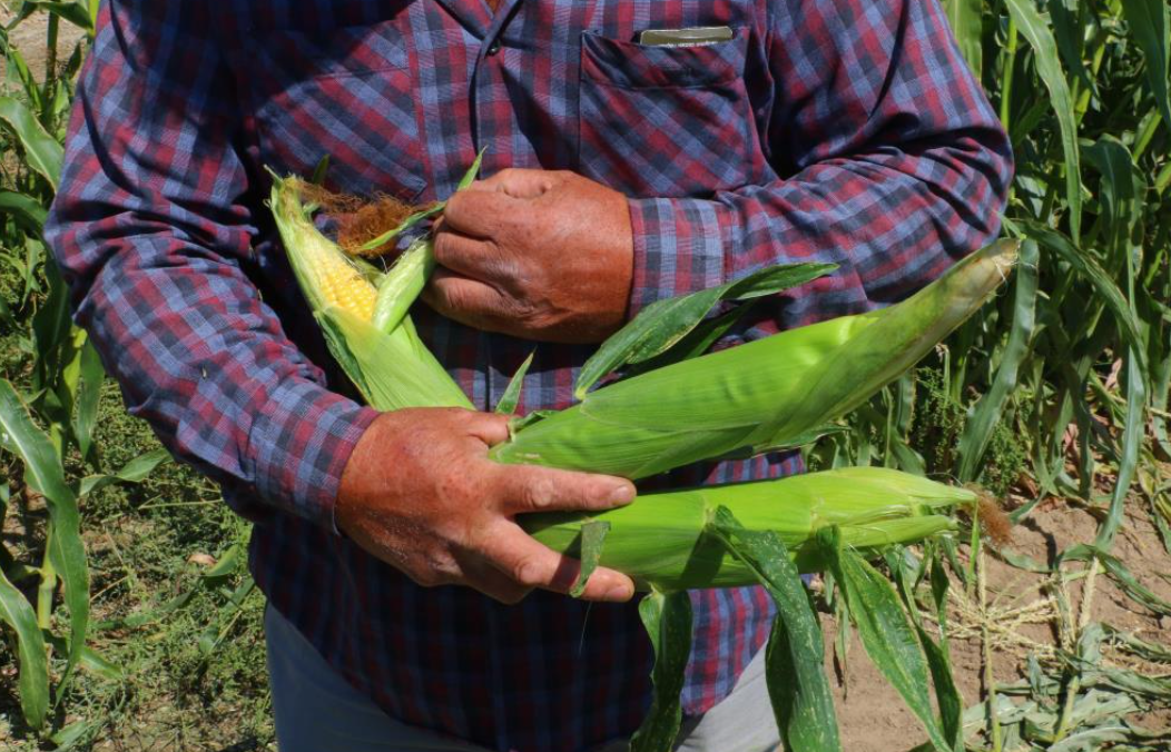 Ankara'da Mısır Hasadı Başladı (2)