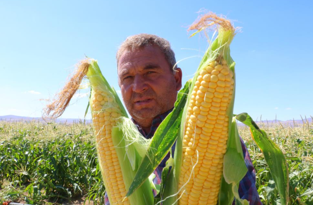 Ankara'da Mısır Hasadı Başladı (3)