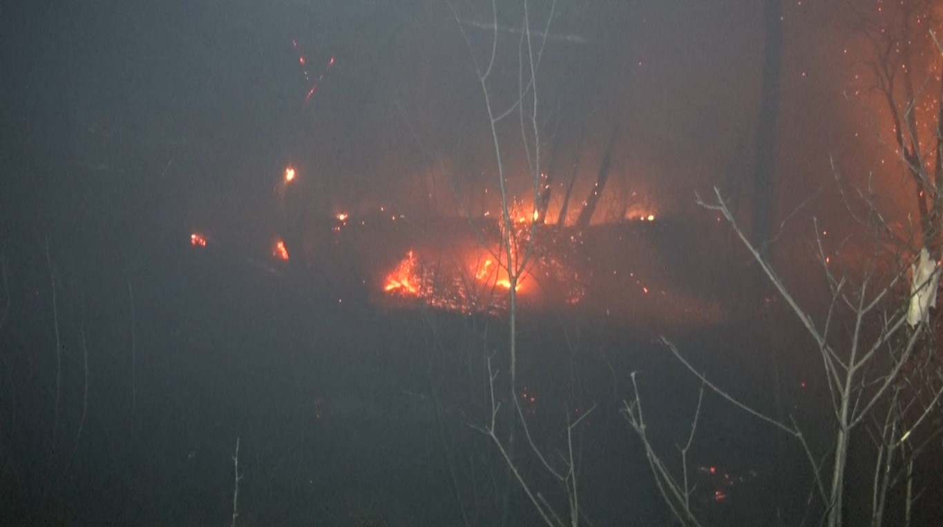 Antalya’nın Aksu Ilçesinde Ormanlık (1)