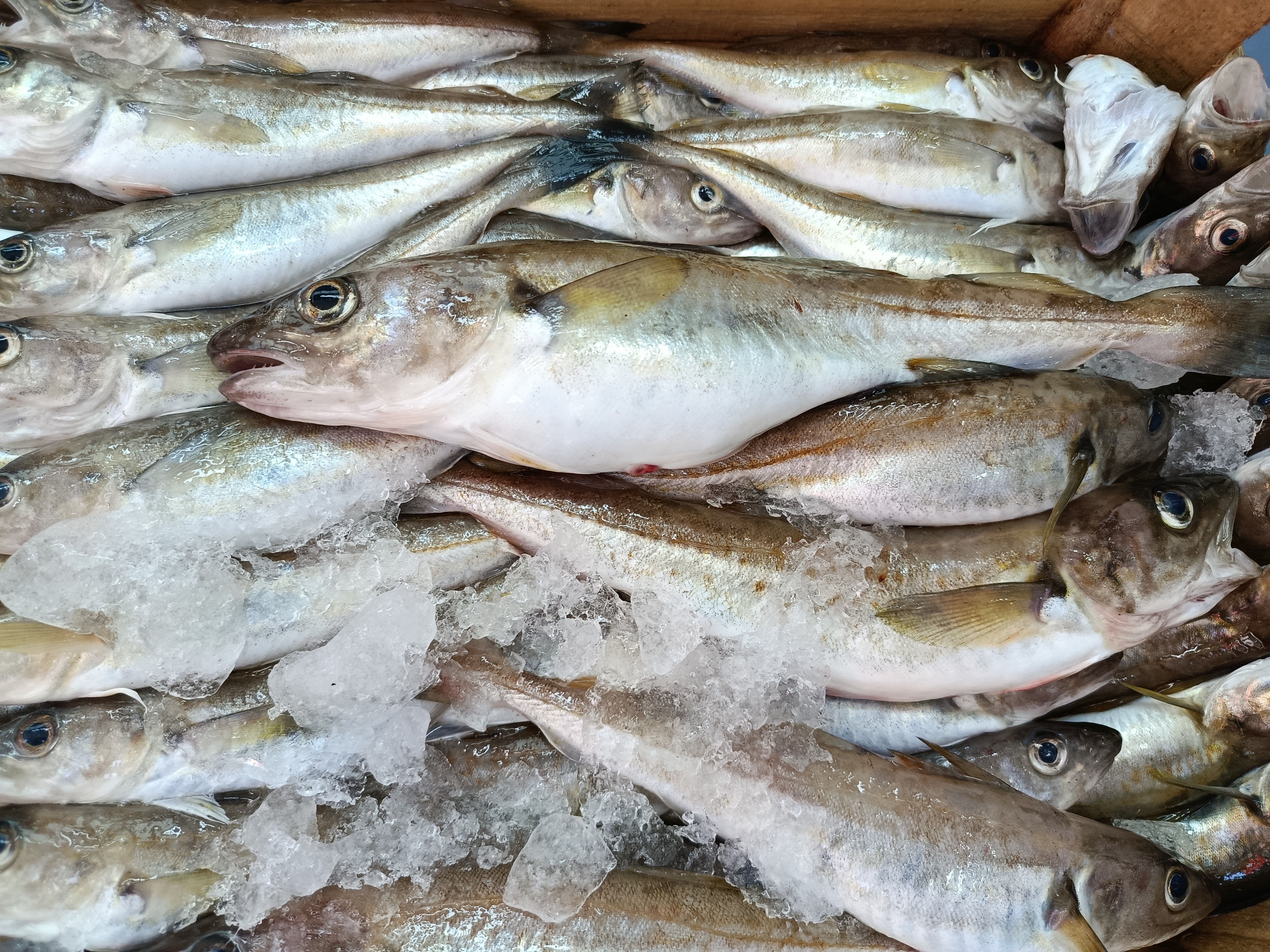 Balıkçılar Palamut Gencgazete (1)