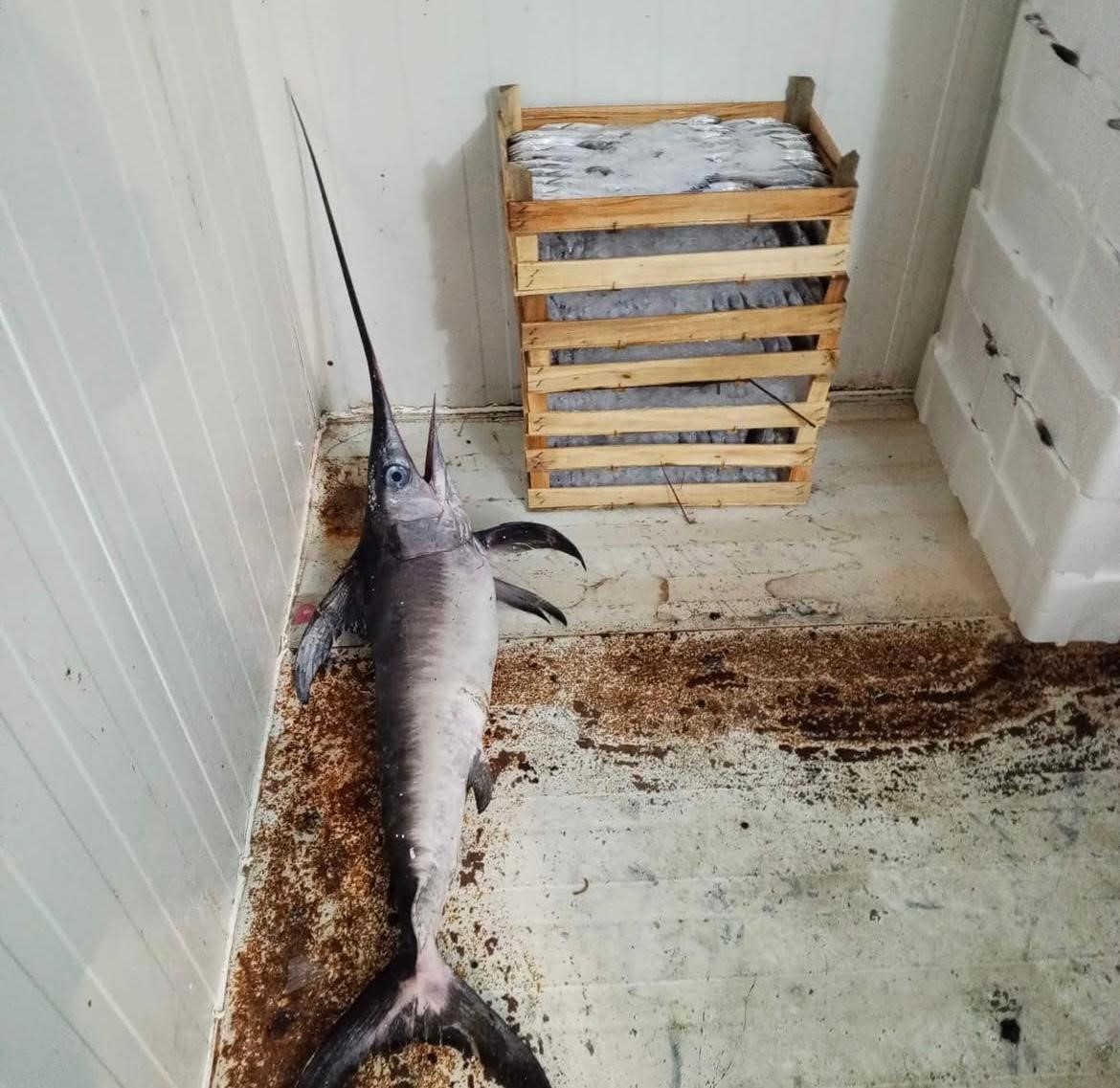 Bursa Balık Hali’nde (3)