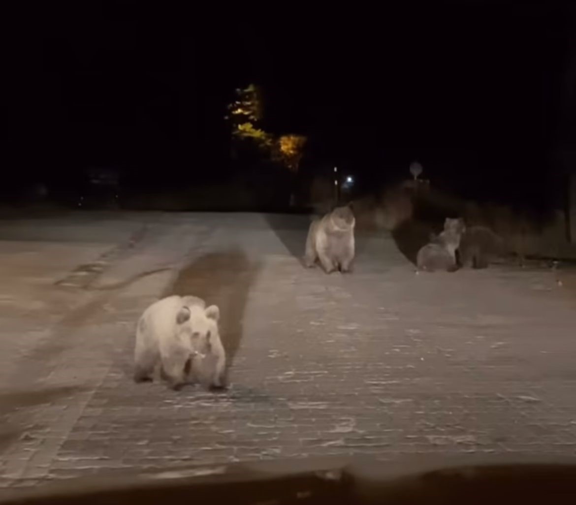 Bursa Uludağ Ayılar Gencgazete (1)-1