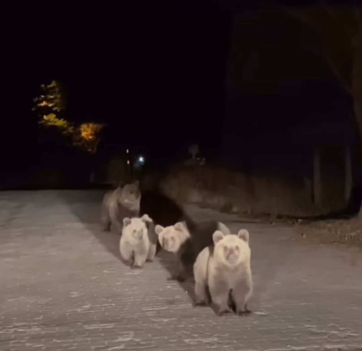 Bursa Uludağ Ayılar Gencgazete (2)
