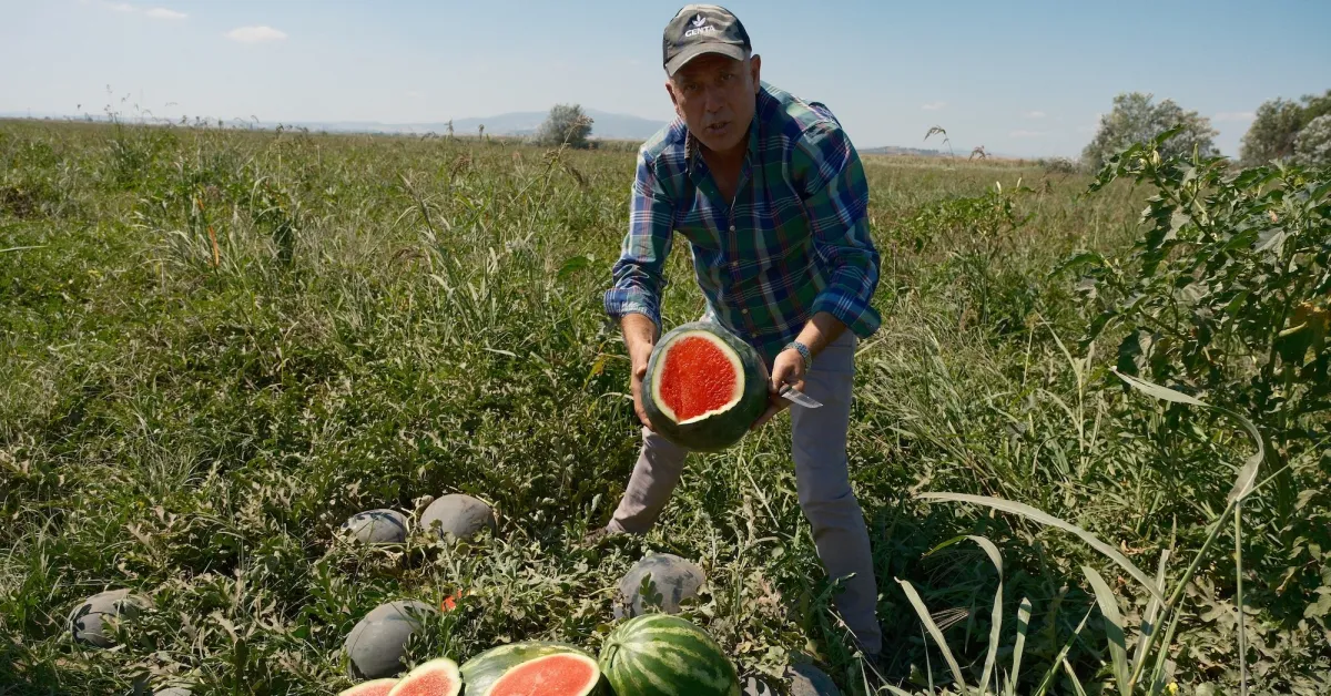Bursa’da Çiftçi 3 Bin 500 Ton Karpuzla Mağdur Oldu! Firma Sözleşmeye Uymadı (1)