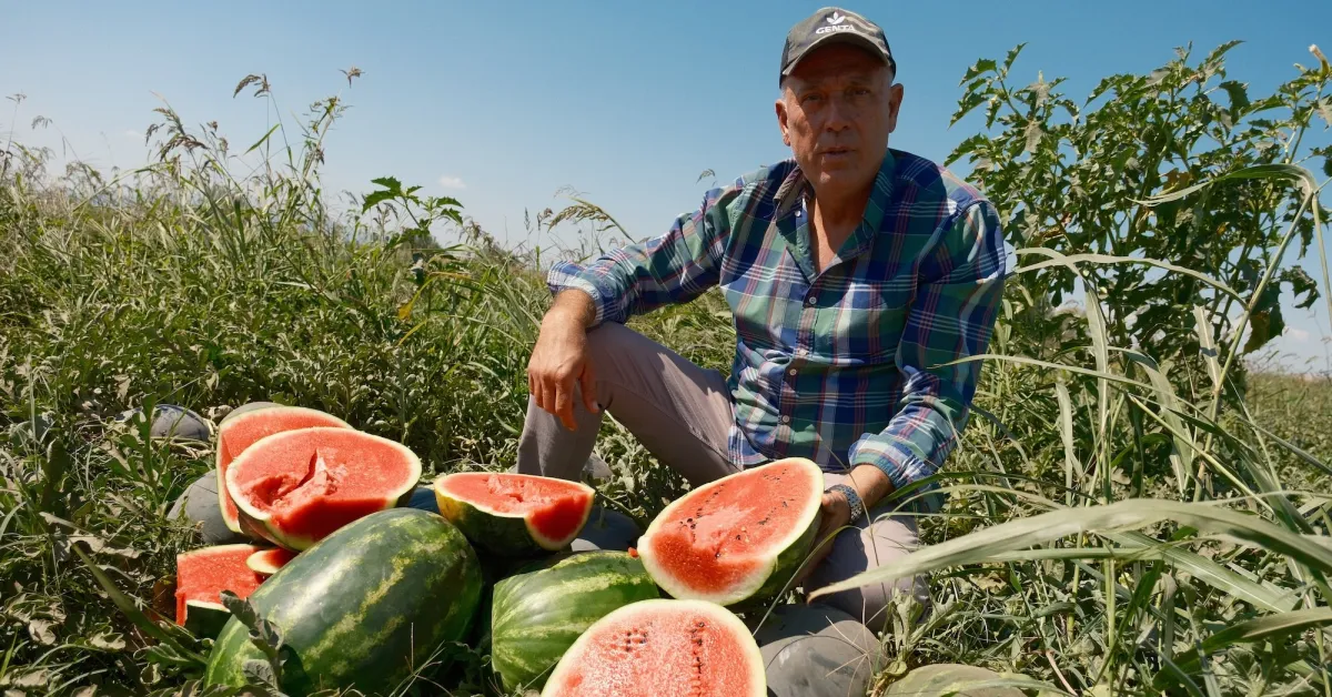 Bursa’da Çiftçi 3 Bin 500 Ton Karpuzla Mağdur Oldu! Firma Sözleşmeye Uymadı (2)