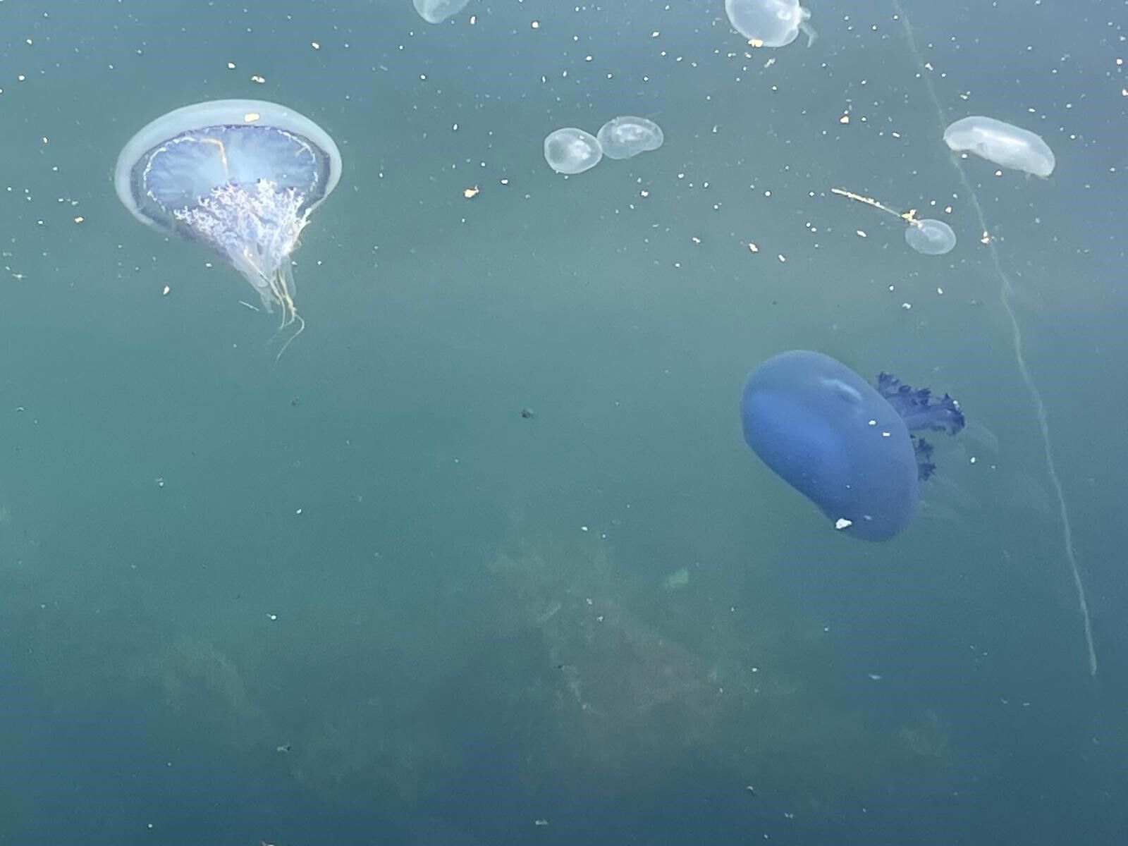 Bursa'da Müsilaj Başladı Denizanaları Öldü (2)