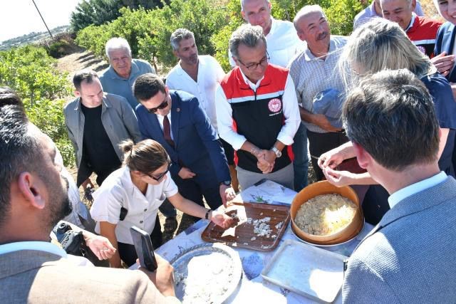 Çeşme’de Damla Sakızı Ve Zeytin Hasadı Başladı (5)
