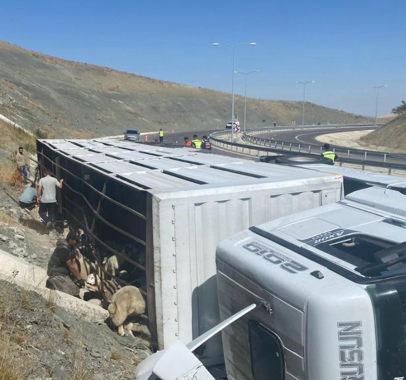 Devrilen Tırdaki 147 Küçükbaş Hayvan Telef Oldu (1)