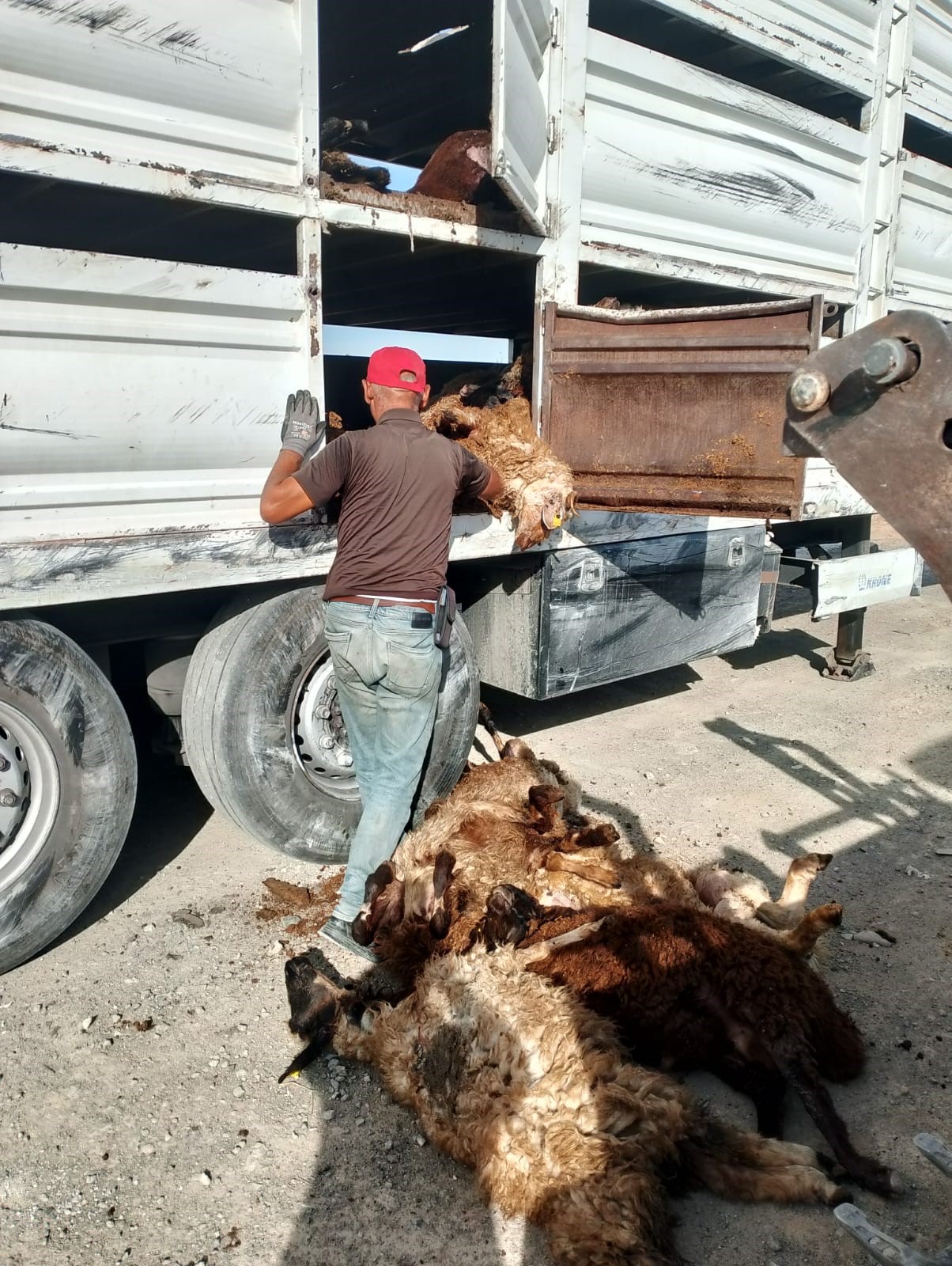 Devrilen Tırdaki 147 Küçükbaş Hayvan Telef Oldu (2)