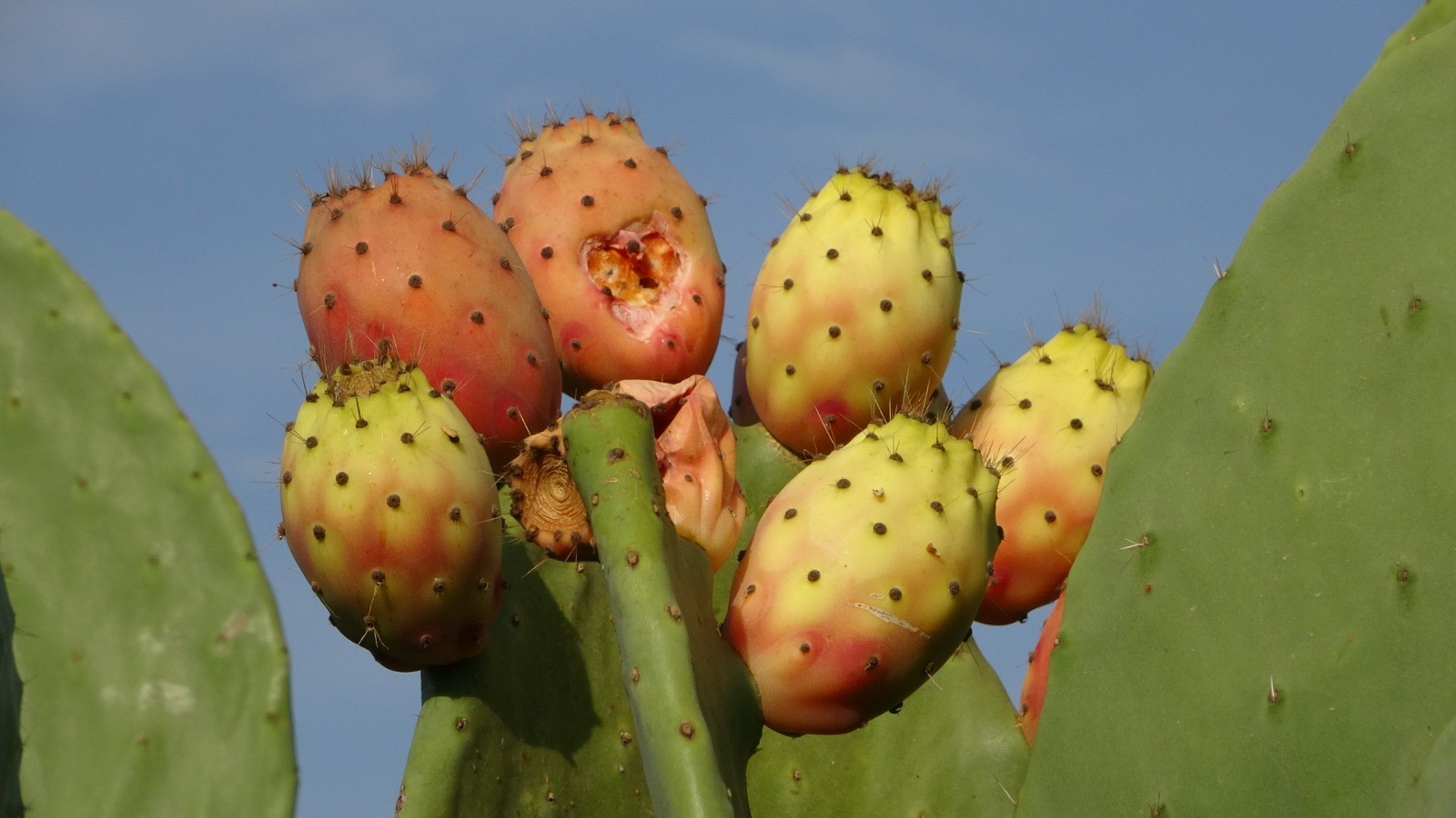 Dikenli Incir Bahçesi Gencgazete (1)-1