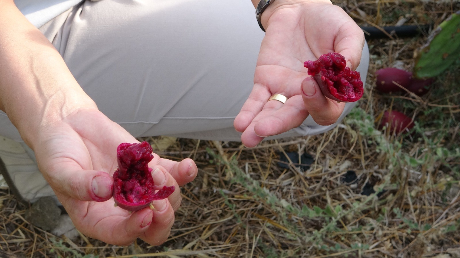 Dikenli Incir Bahçesi Gencgazete (5)