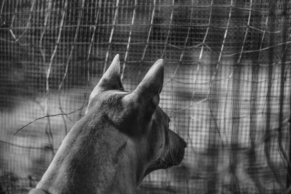 Dunya Kuduz Kopek Gunu Gencgazete (5)