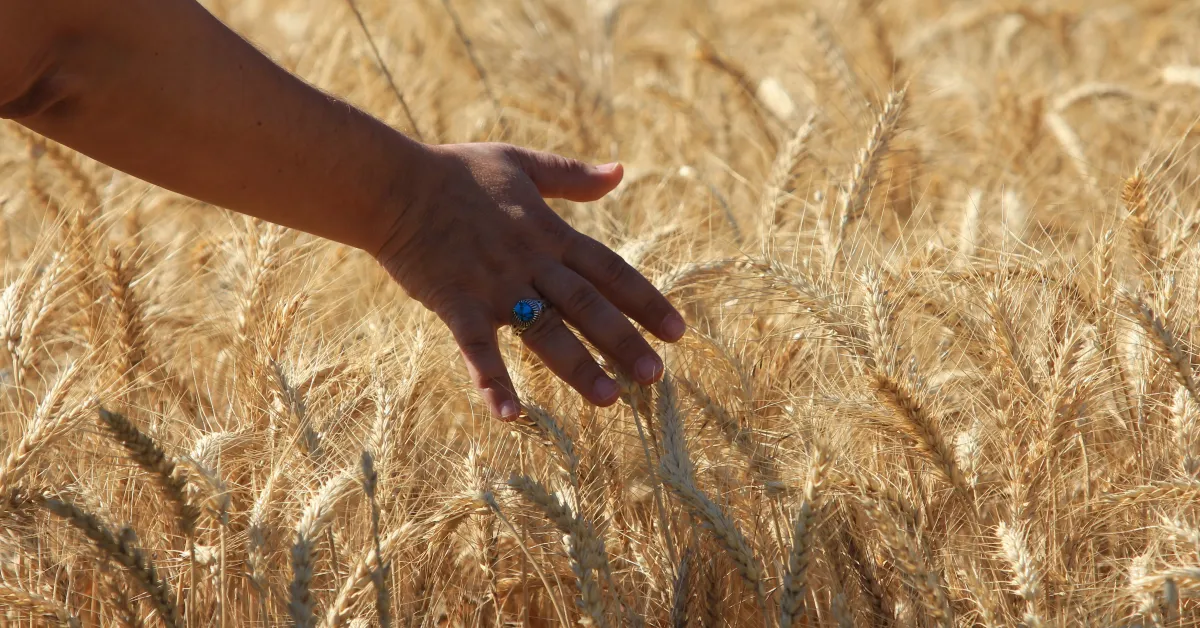 Dünya Tahıl Üretimi 202526 Sezonunda 2,4 Milyar Tona Yükselecek (2)