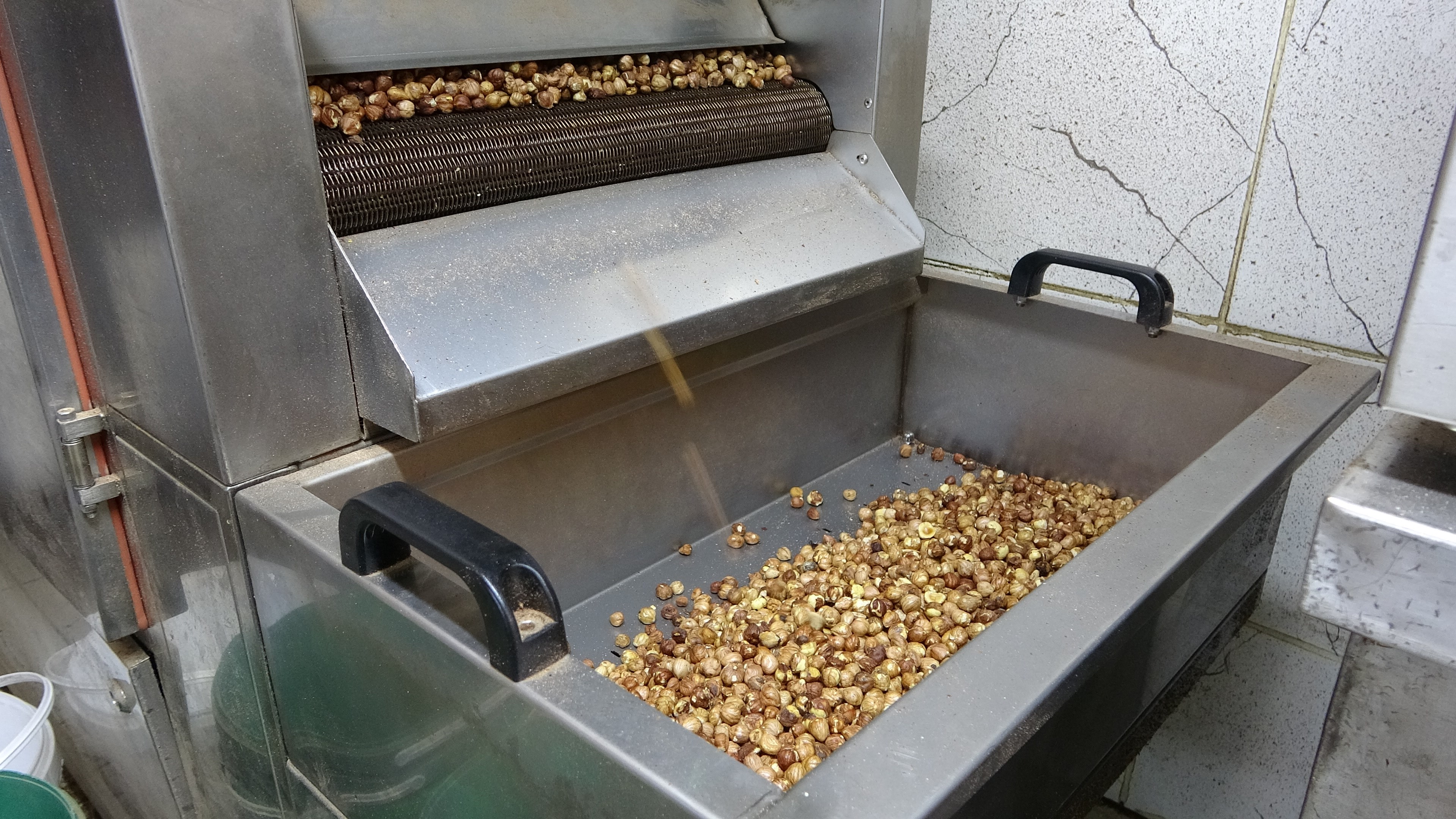 Fındık Hasadı Gencgazete (3)