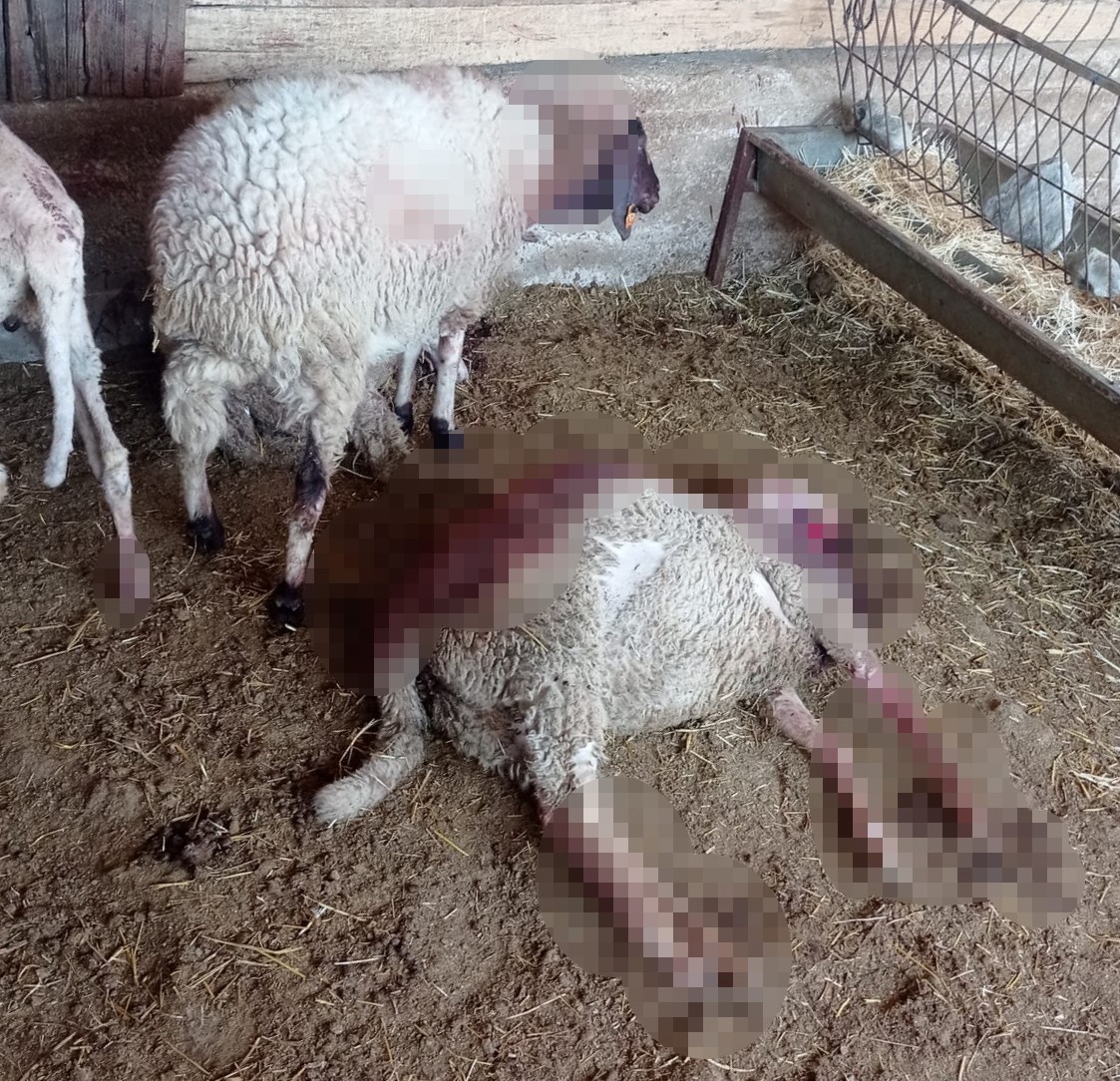 Gece Ağıla Giren Kurt, 8 Kuzuyu Telef Etti (2)