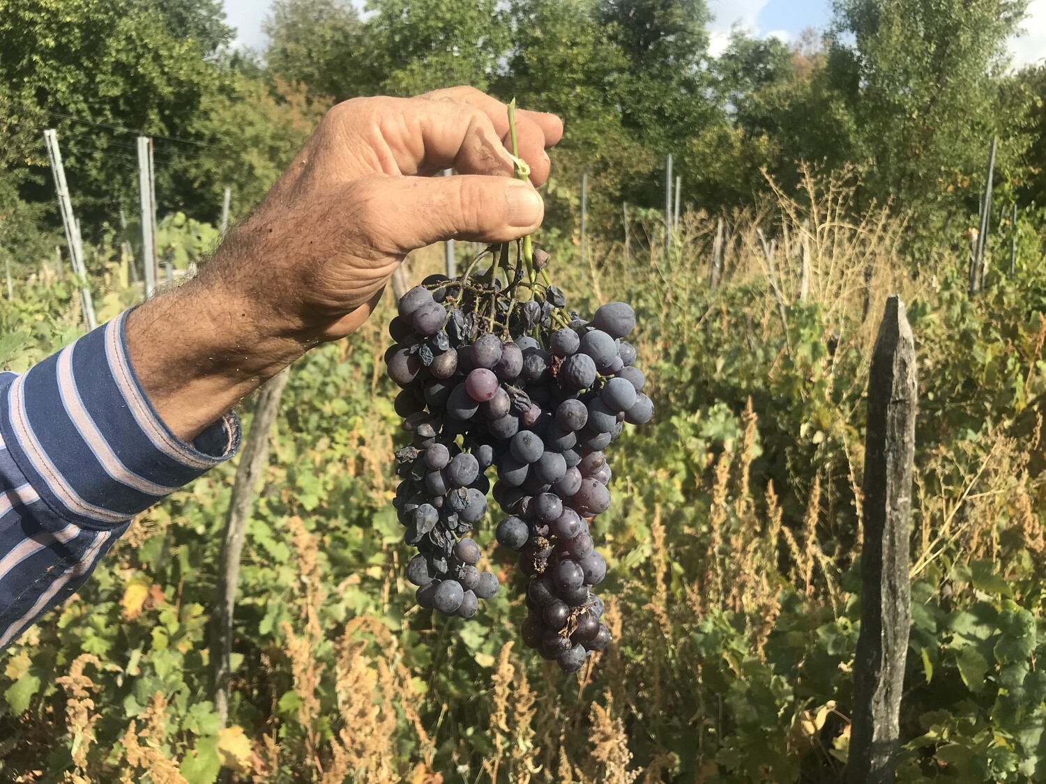 Geleneksel Pekmez Üretimi Gencgazete (4)-1