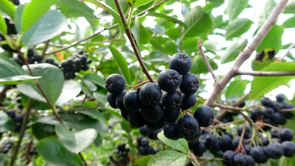 Hb4L5Brhjugm7Lnebuthtg (1)