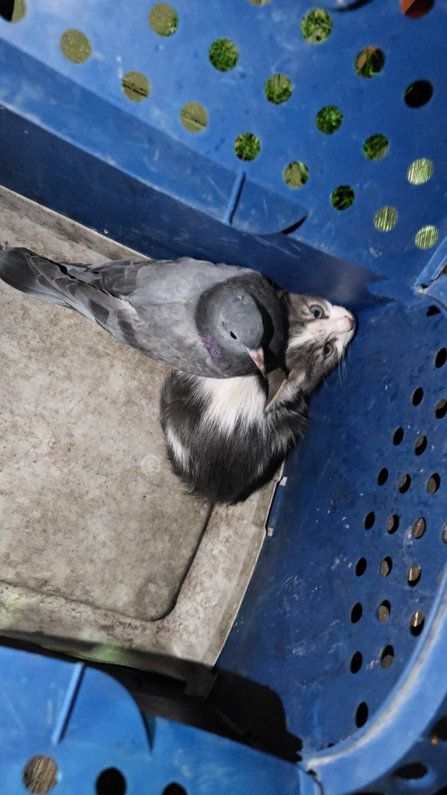 İnegöl'de İtfaiye Ekipleri Sıkışan Kedi Ve Güvercini Kurtardı (1)