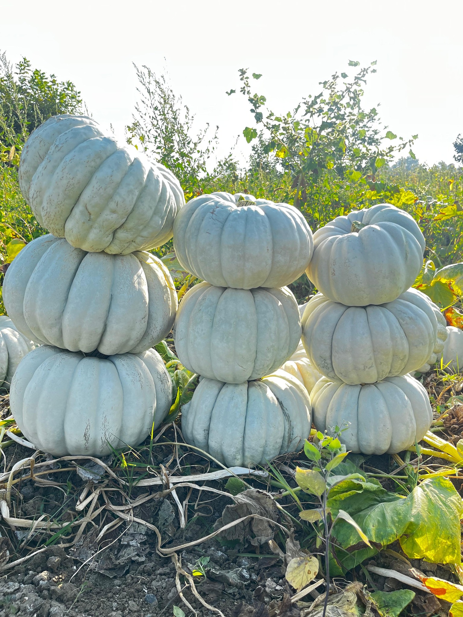 İnegöl'ün Bereketli Vakıf Köyü Çeltikçi Köyü Gencgazete (29)