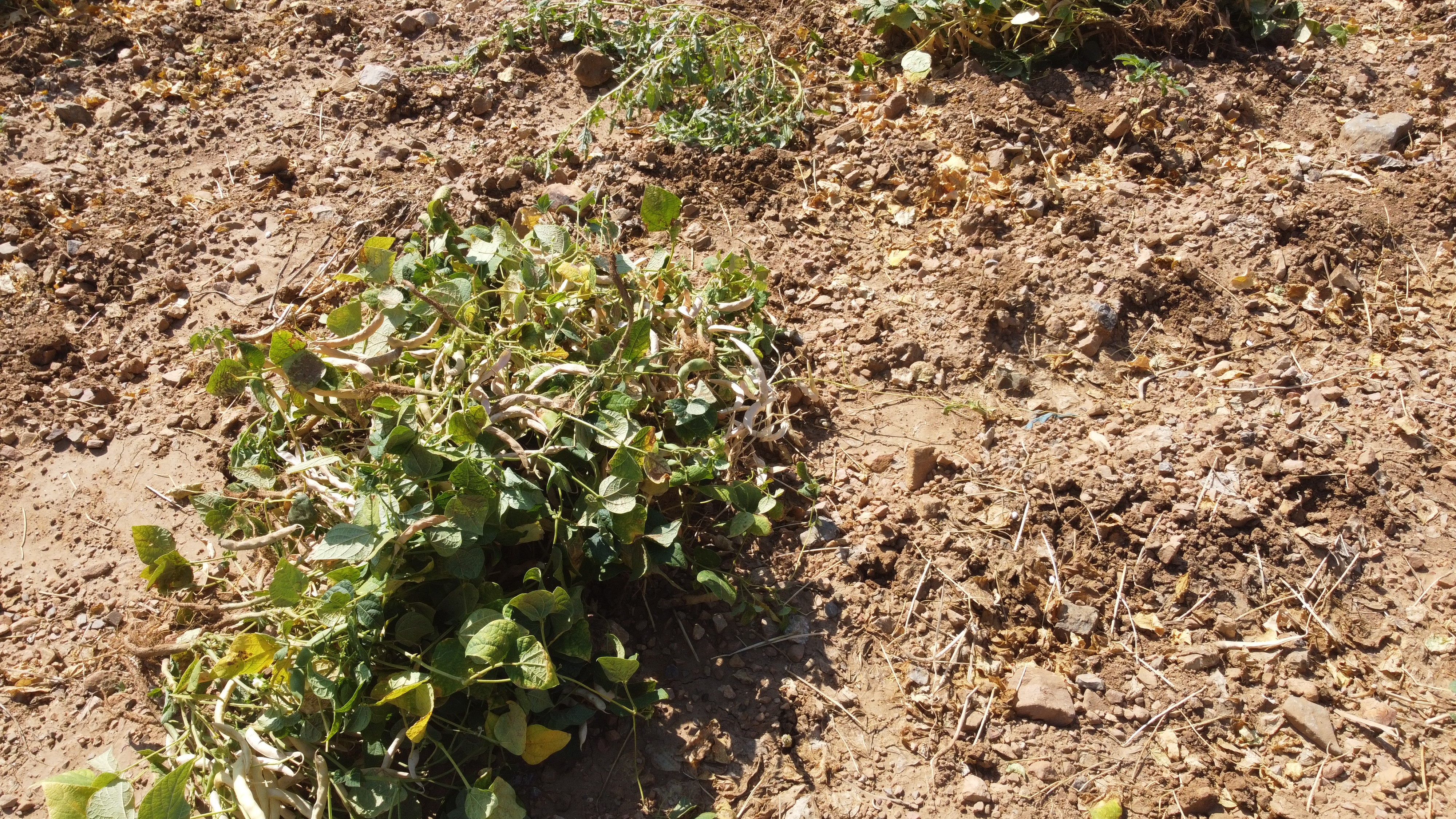 Kar Suyuyla Sulanan, Beyaz Fasulyede Hasat Zamanı (2)