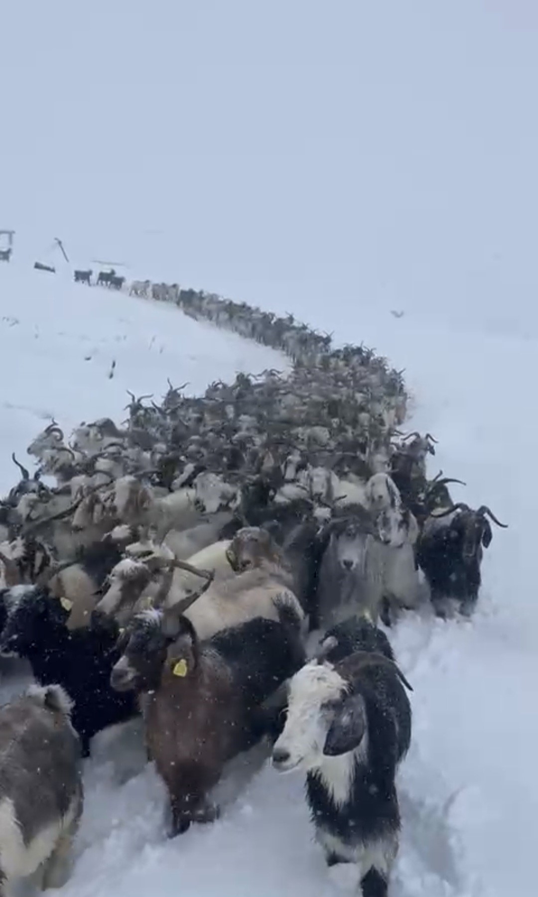 Karda Mahsur Kalan Coban Gencgazete (1)