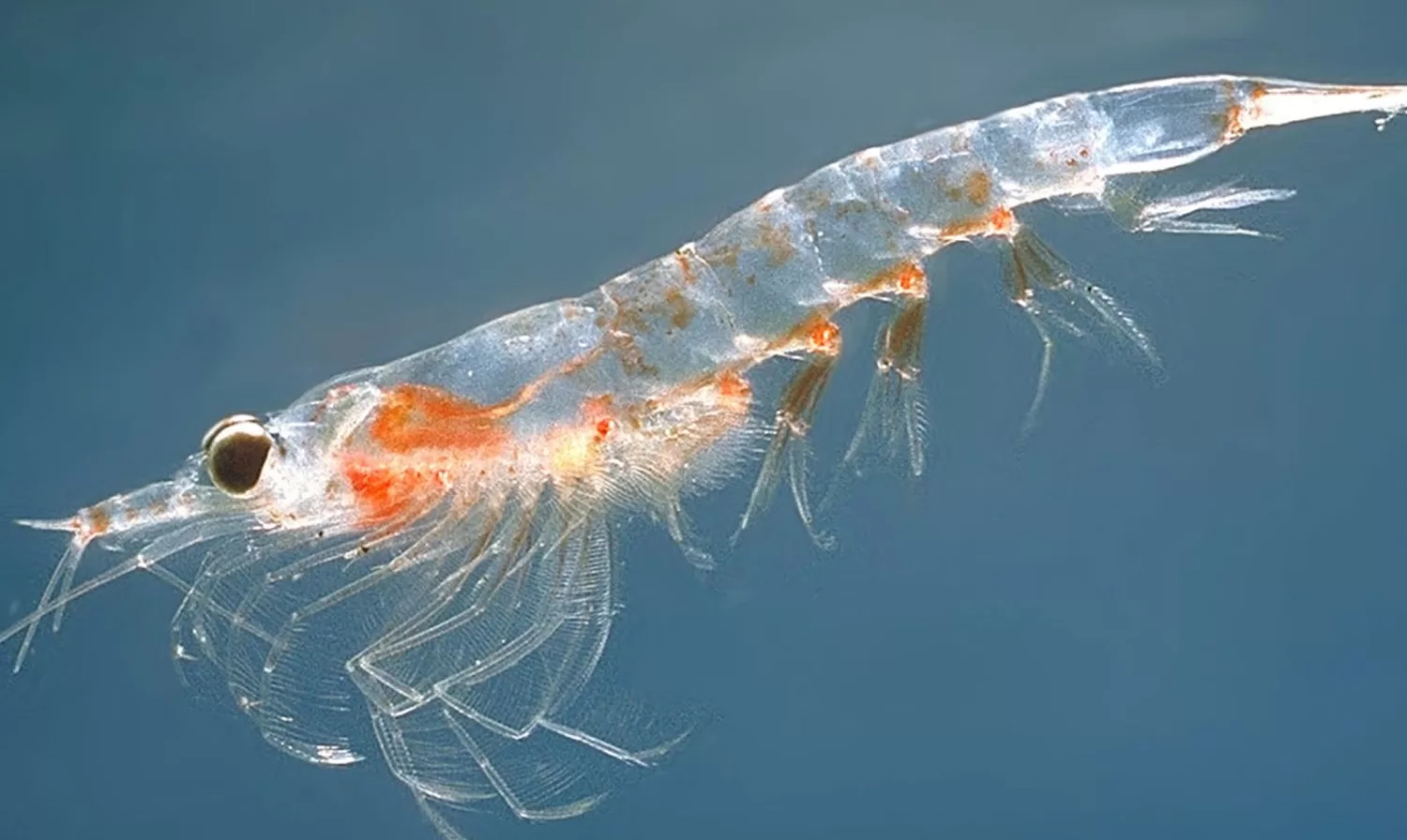 Krill Yagi Balik Yagi Farki Jpg