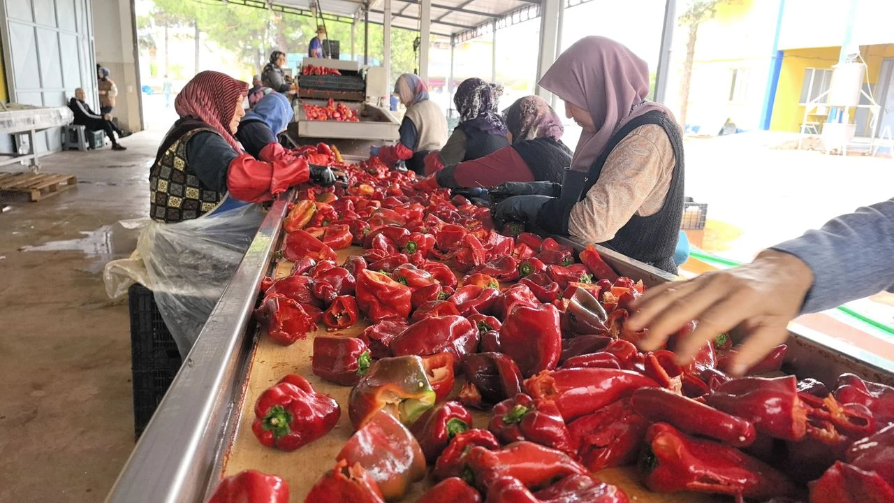 Kulaca Biber Salçası