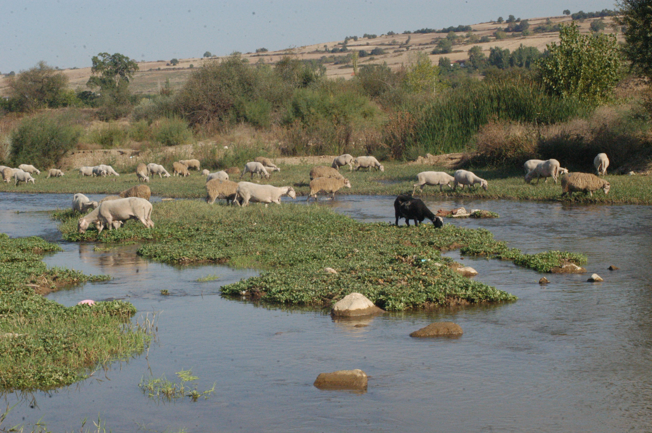 Kulaca Deresine Kimyasal Atık Arsivden Haber Gencgazete (3)