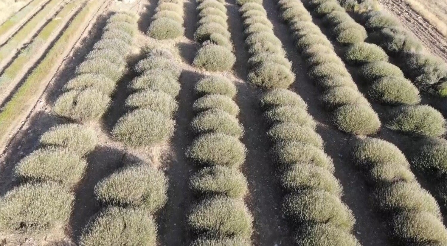 Lavanta (3) Gencgazete