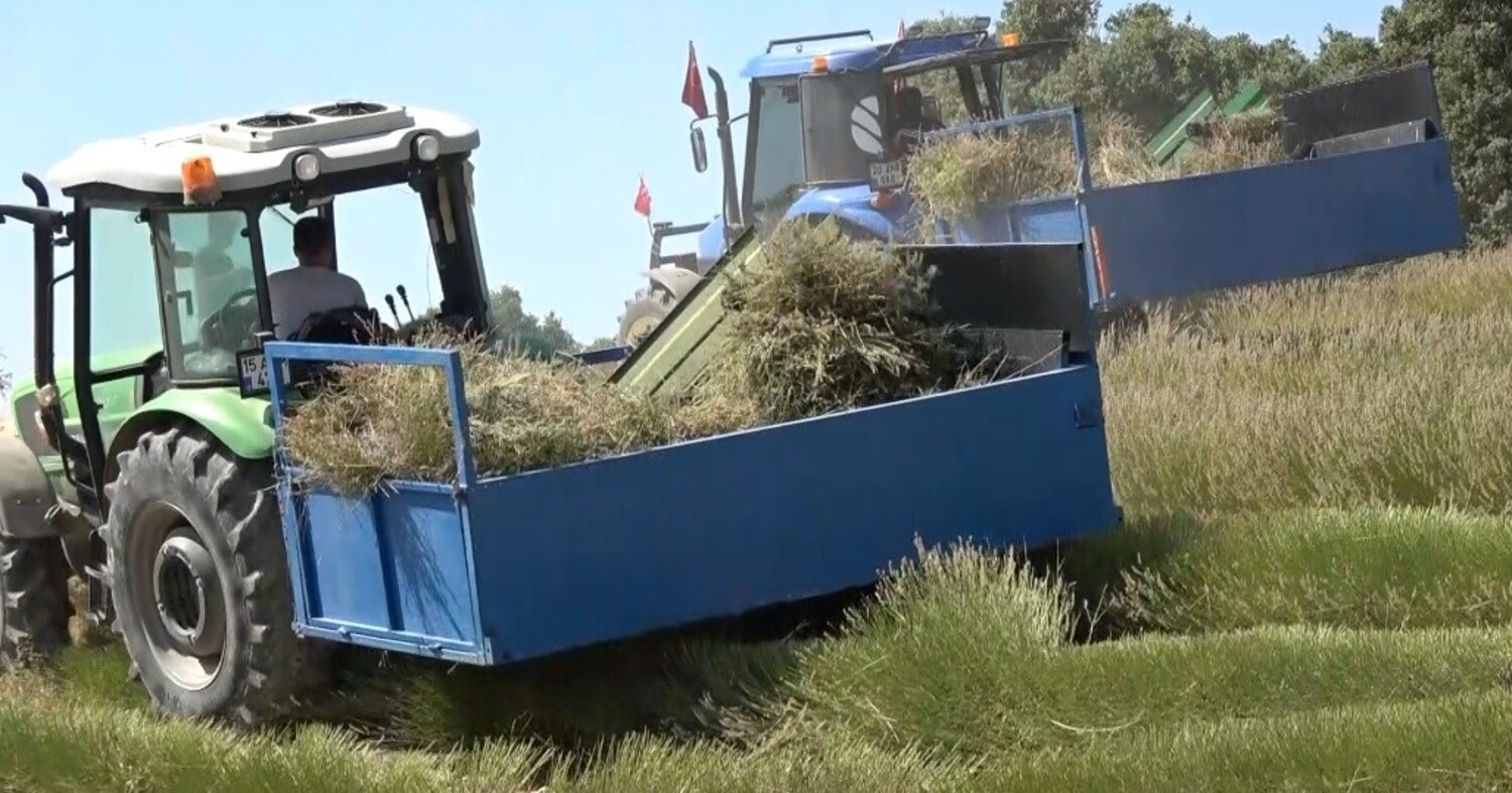 Lavanta (6) Gencgazete