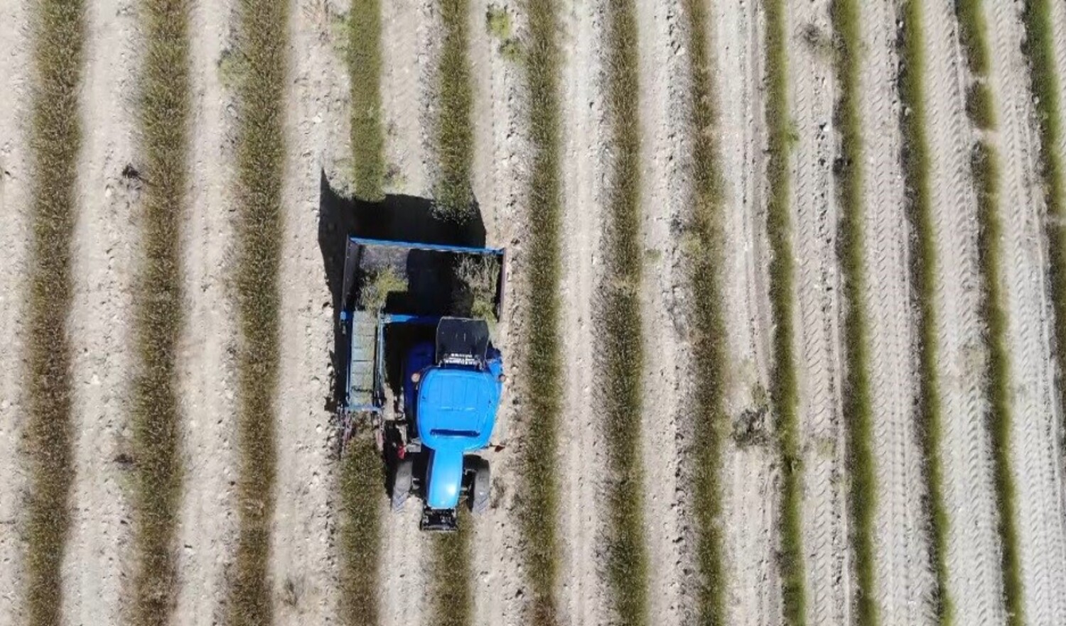 Lavanta (7) Gencgazete