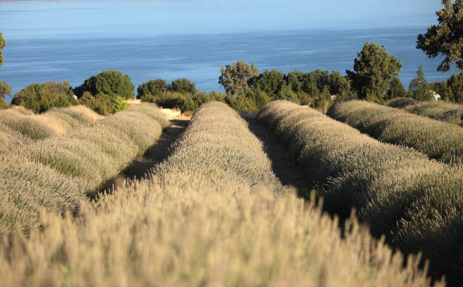 Lavanta (9) Gencgazete