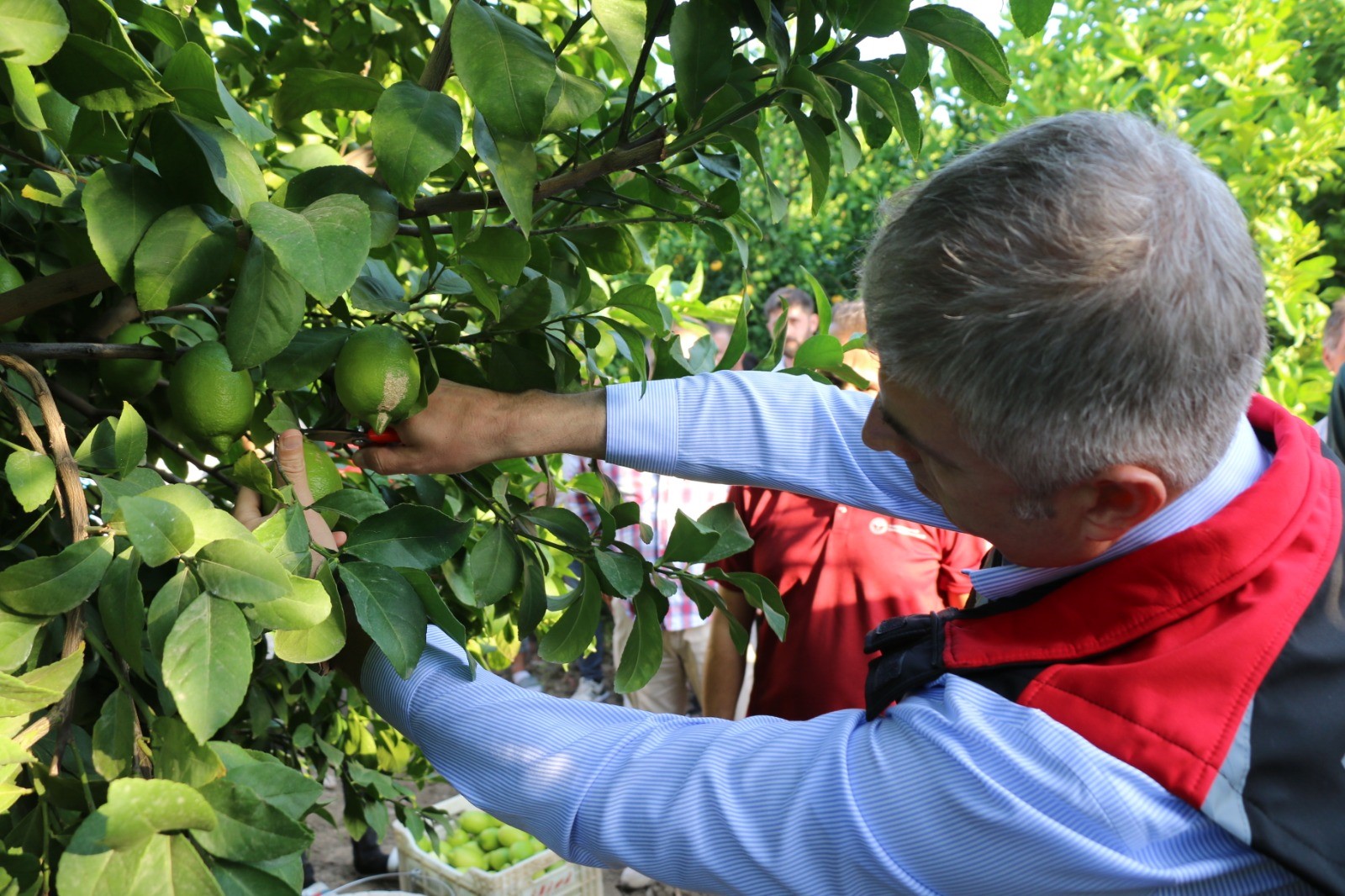 Limon Ve Mandarin Hasadı Gencgazete (1)
