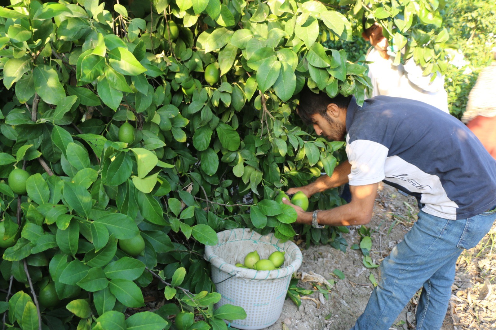 Limon Ve Mandarin Hasadı Gencgazete (3)