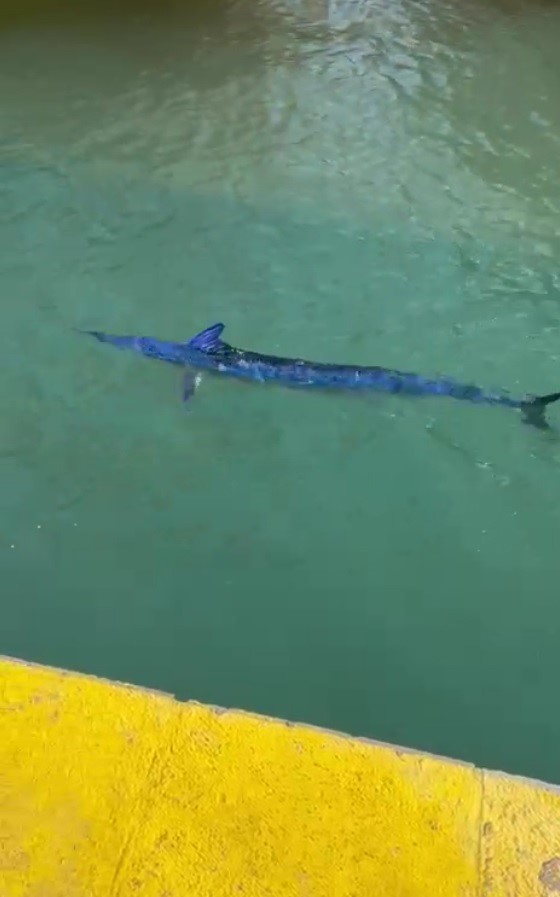 Nesli Tehlike Altındaki Mavi Yelken Balığını Zıpkınla Vurdular (3)