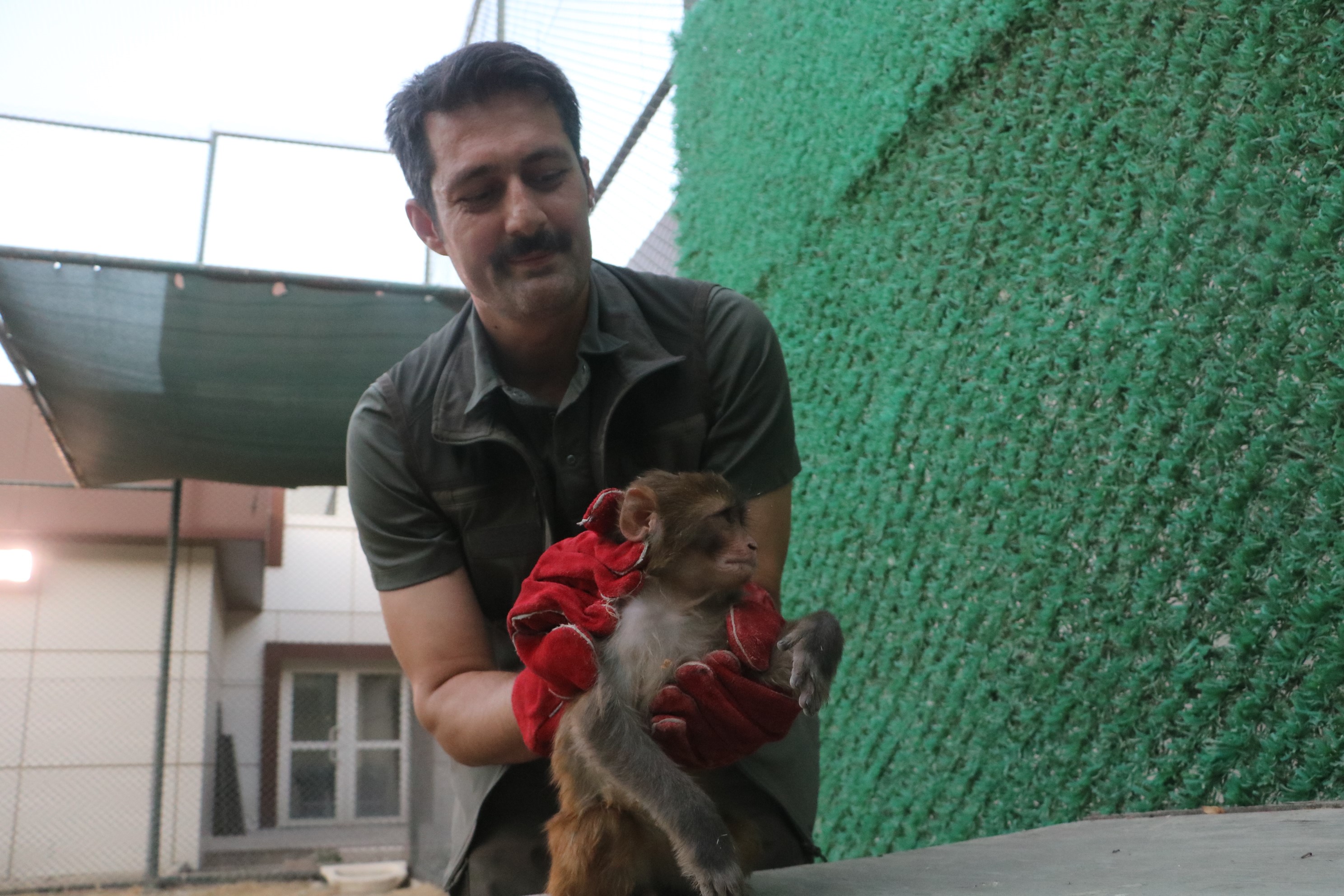 Sahibi Tarafından Dövülen Maymun Gencgazete (3)
