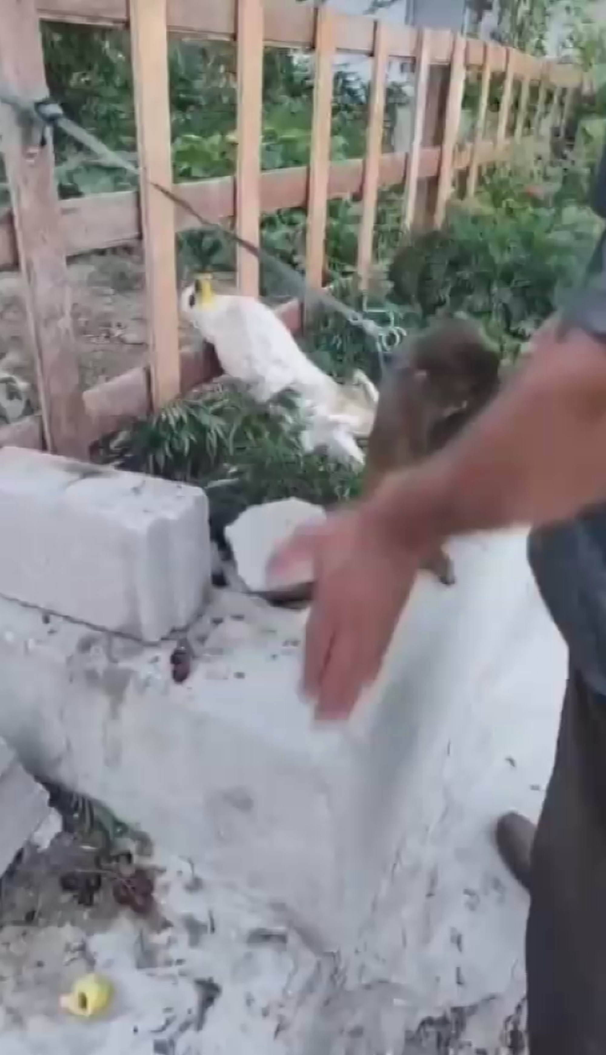 Sahibi Tarafından Dövülen Maymun Gencgazete (4)