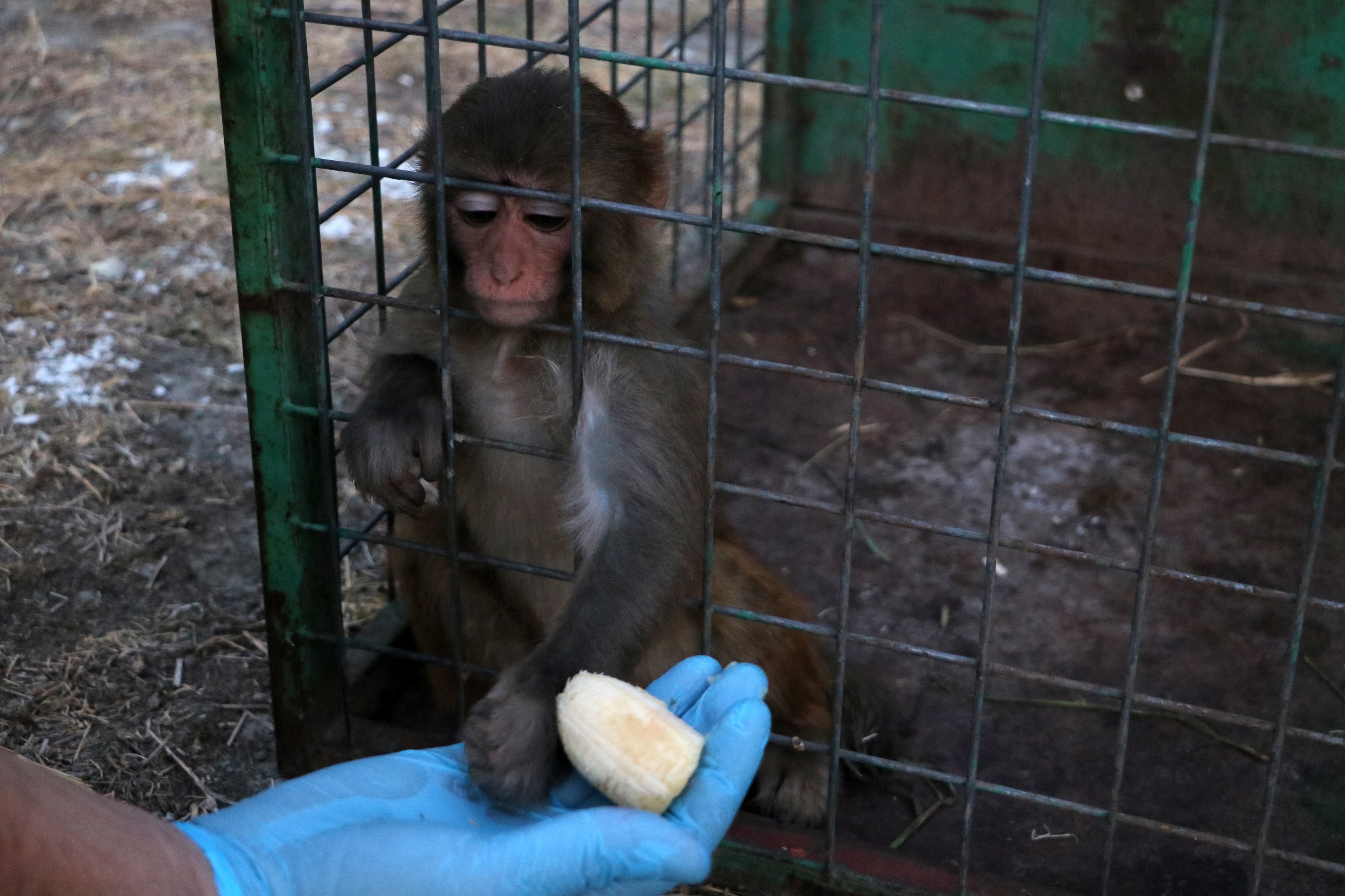 Sahibi Tarafından Dövülen Maymun Gencgazete (5)
