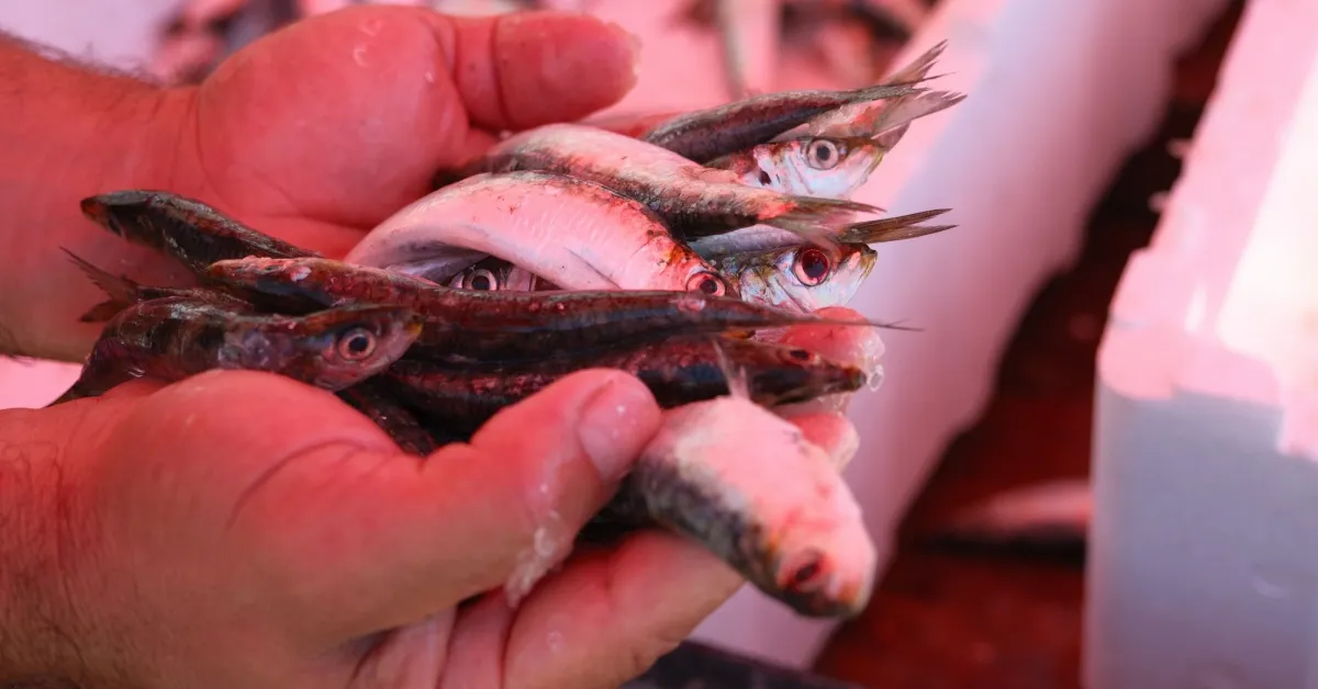 Sardalyanın Tam Zamanı Asma Yaprağında Izgara Sardalya Eylül Sonuna Kadar Tüketilmeli (2)