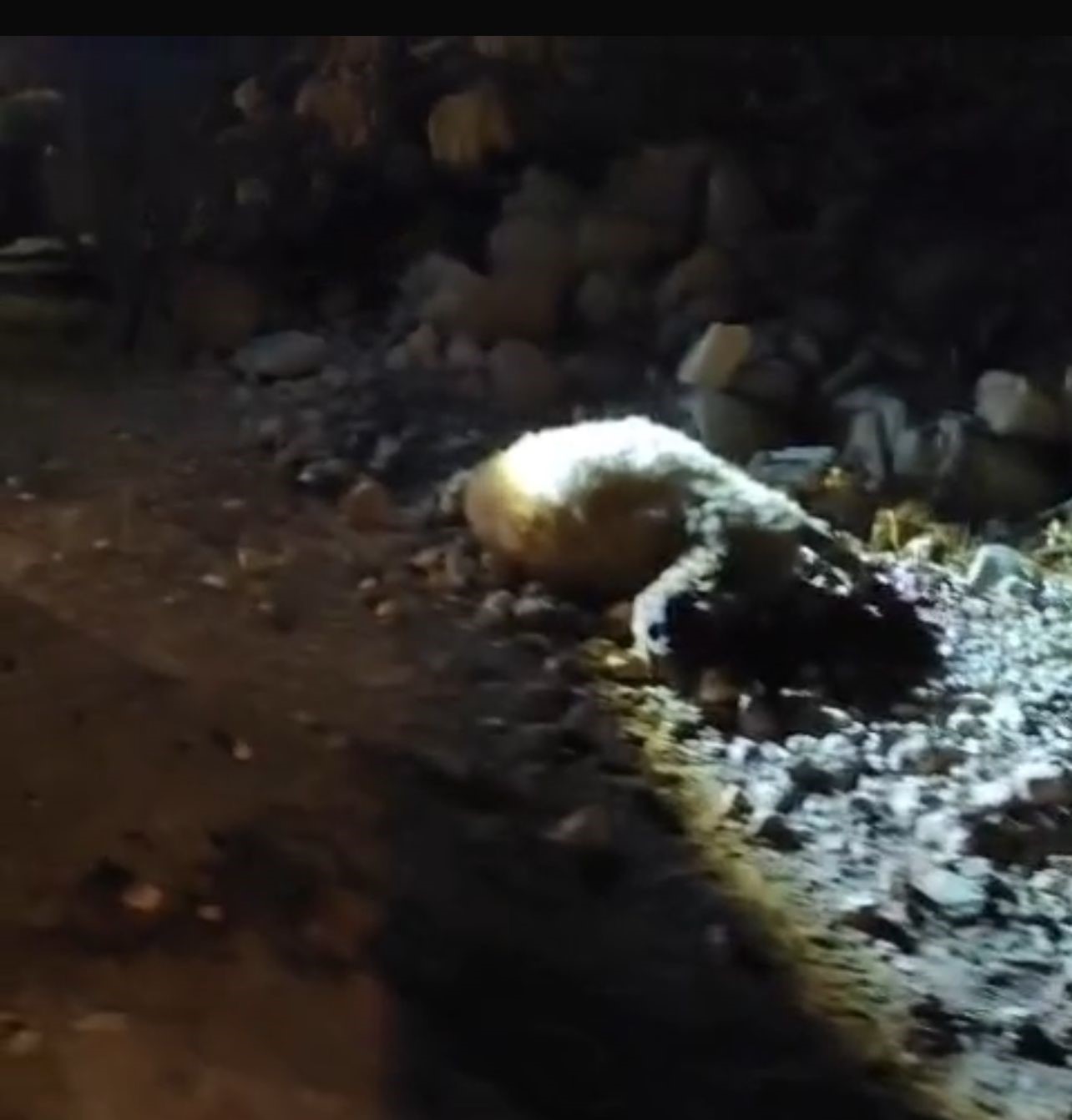 Tırın Çarptığı 13 Küçükbaş Hayvan Telef Oldu (2)