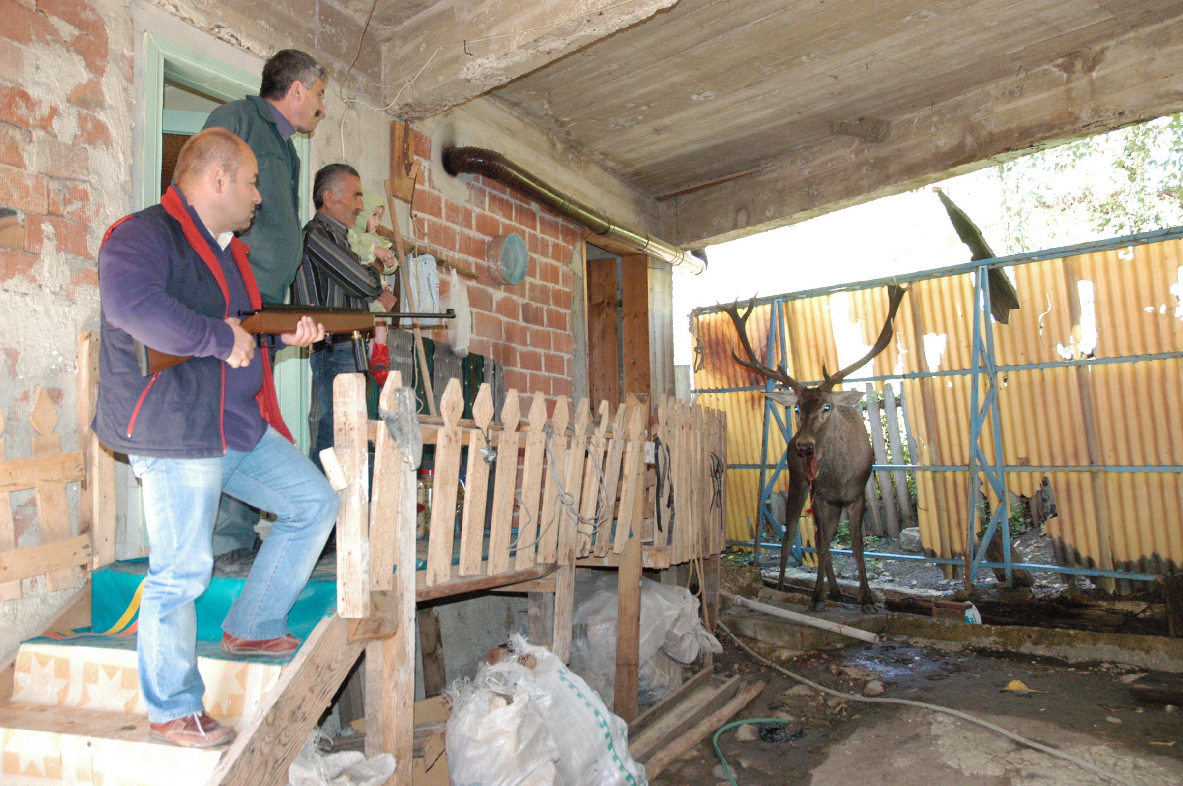 Yaralı Geyik Arsivden Haber 2007 Gencgazete (2)