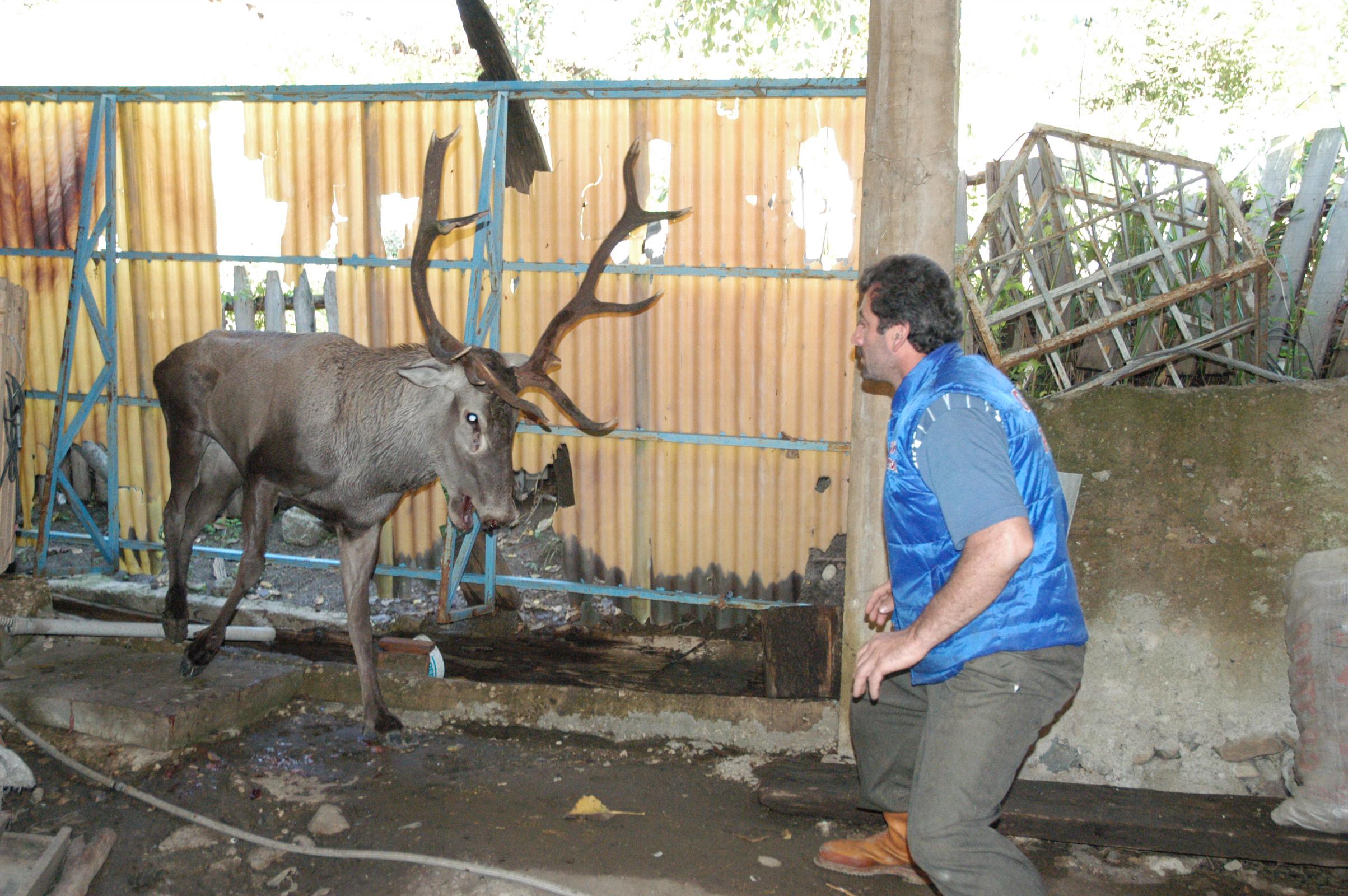 Yaralı Geyik Arsivden Haber 2007 Gencgazete (3)