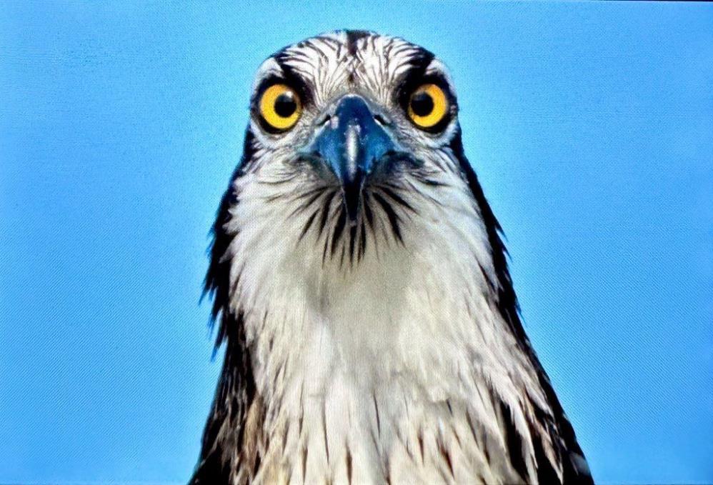 Balık kartalı Uluabat Gölü’nde görüldü