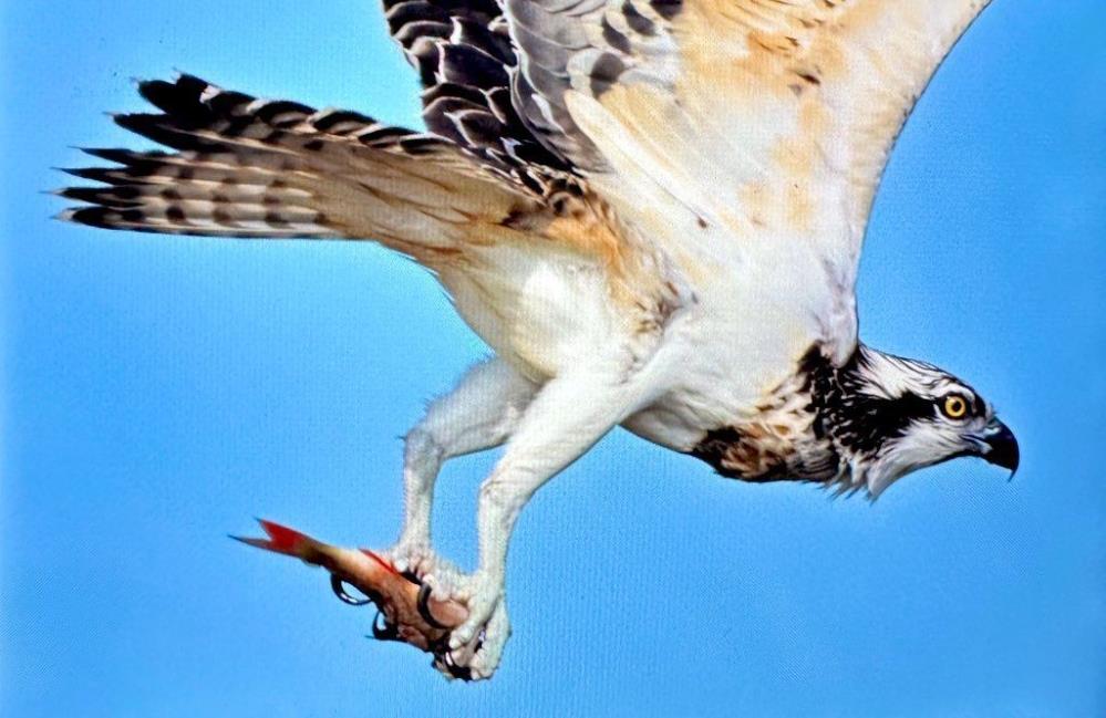 Balık kartalı Uluabat Gölü’nde görüldü-1