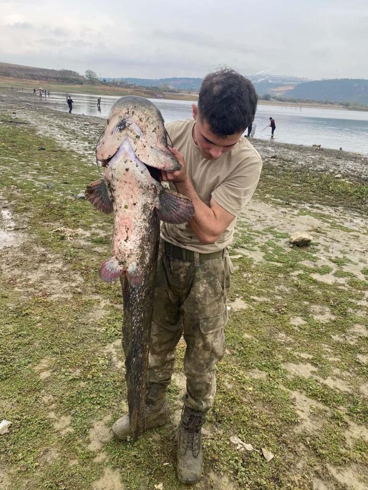 İnegöl'de Kuruyan gölde dev yayın balıkları-2