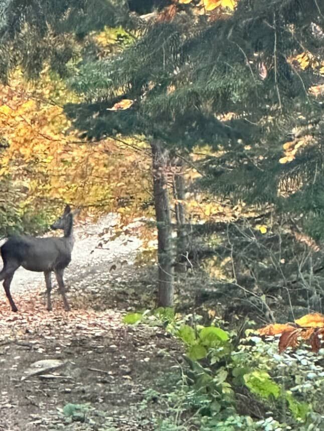 Fotokapan Doğanın Sırrını Yakalandı! Kızıl Geyik Objektife Takıldı-1