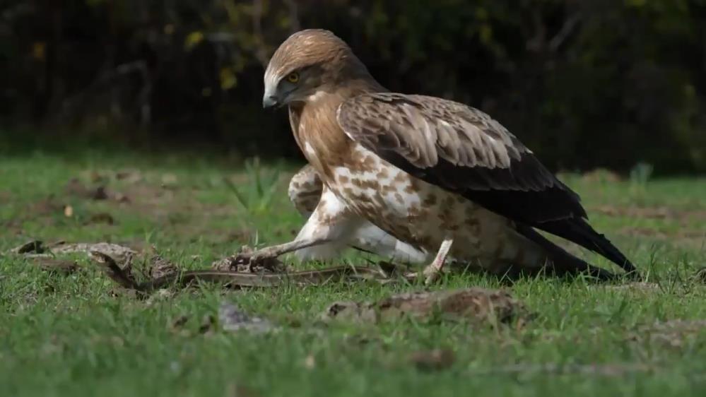 Kartalın yılan avı kamerada! Bursa’da nefes kesen o anlar