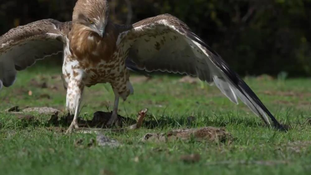 Kartalın yılan avı kamerada! Bursa’da nefes kesen o anlar-1