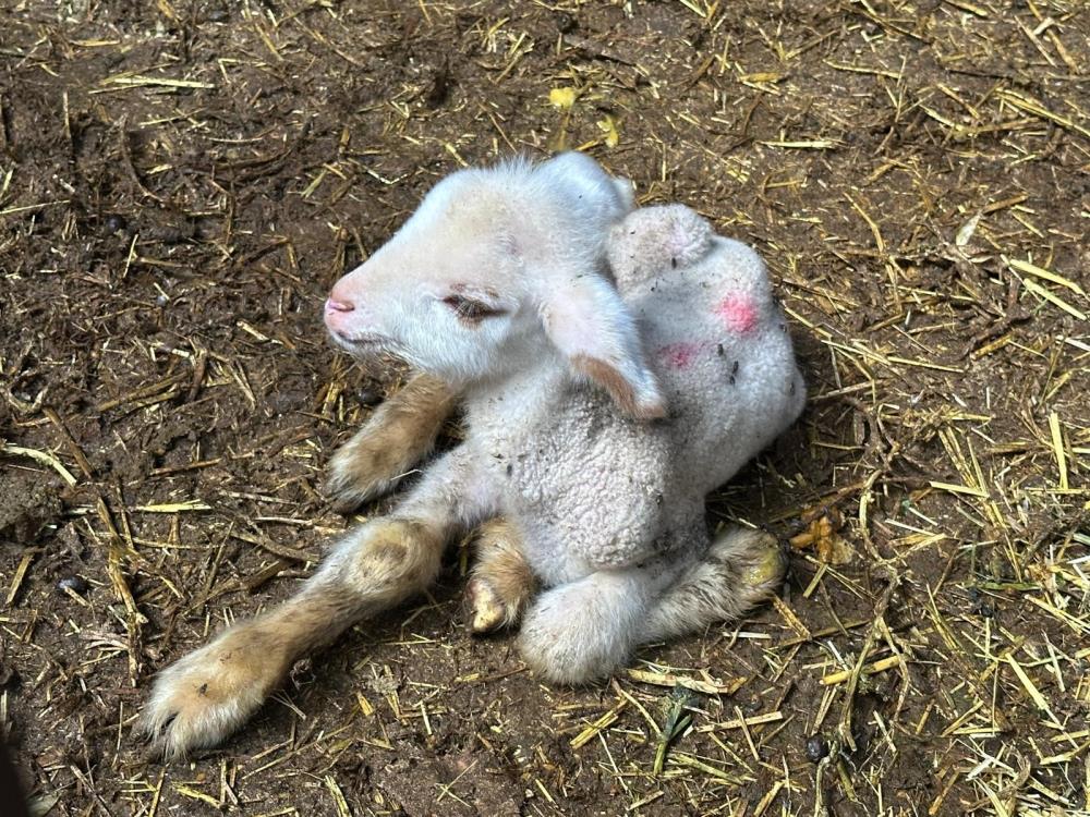 Yenişehir’de Şap Hastalığı Dramı! Anne ve Kardeşlerini Kaybeden Kuzu Direniyor-1